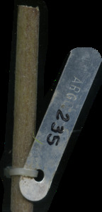 primarybranch