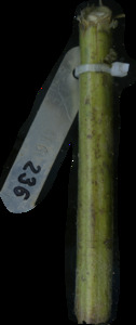 primarybranch
