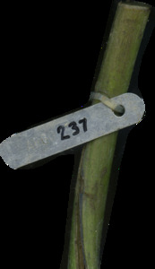 primarybranch