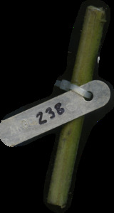 primarybranch