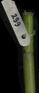 primarybranch