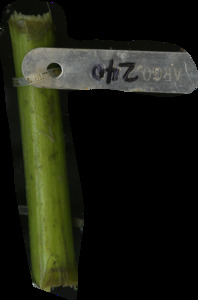 primarybranch