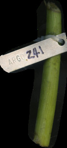 primarybranch