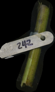 primarybranch