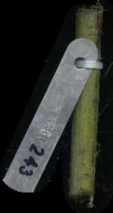 primarybranch