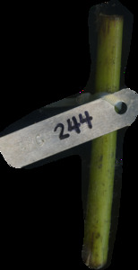 primarybranch