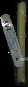 primarybranch