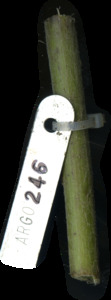 primarybranch