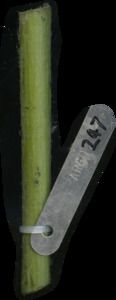 primarybranch