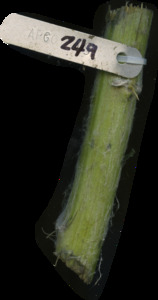 primarybranch