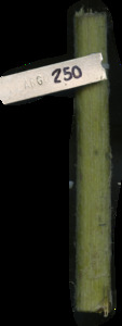 primarybranch