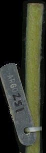 primarybranch