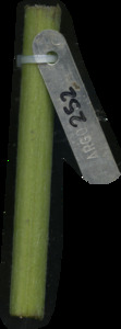 primarybranch