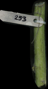 primarybranch