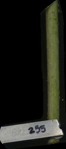primarybranch
