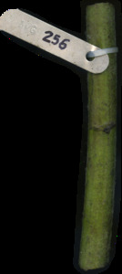 primarybranch