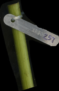 primarybranch