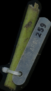 primarybranch