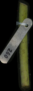 primarybranch