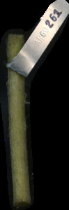 primarybranch