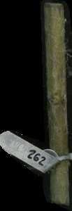 primarybranch