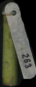 primarybranch