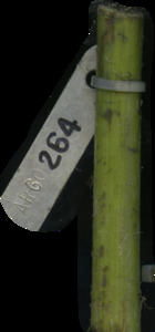 primarybranch