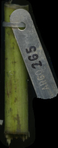 primarybranch