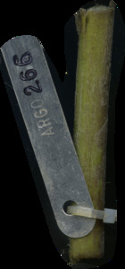primarybranch