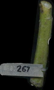 primarybranch