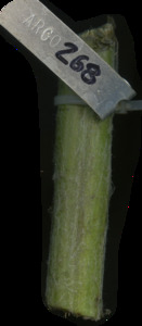 primarybranch