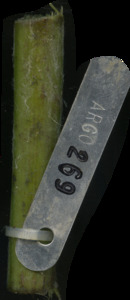 primarybranch