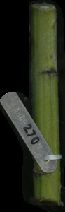 primarybranch