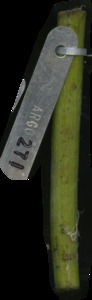 primarybranch