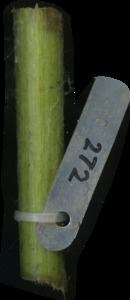 primarybranch
