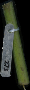 primarybranch