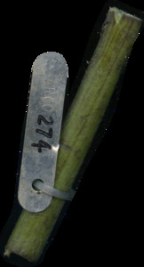 primarybranch