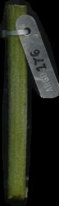 primarybranch