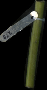 primarybranch