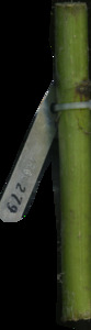 primarybranch