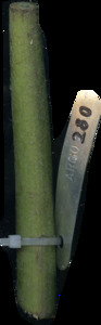 primarybranch