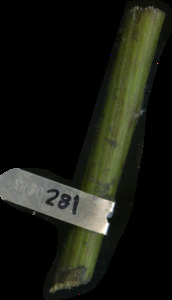 primarybranch