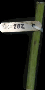 primarybranch