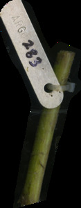 primarybranch