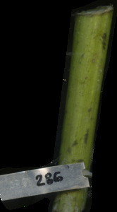 primarybranch
