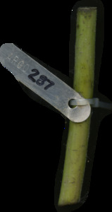 primarybranch