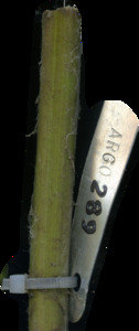 primarybranch
