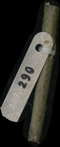primarybranch