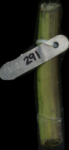 primarybranch