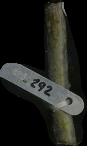 primarybranch